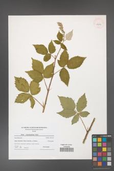 Rubus crispomarginatus [KOR 41204]