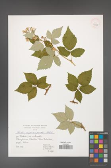 Rubus crispomarginatus [KOR 39990]