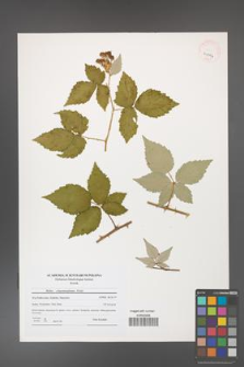 Rubus crispomarginatus [KOR 41044]
