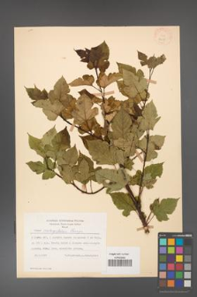 Rubus crataegifolius [KOR 18437]