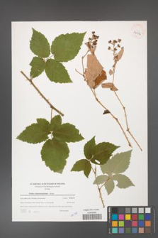 Rubus crispomarginatus [KOR 39656]