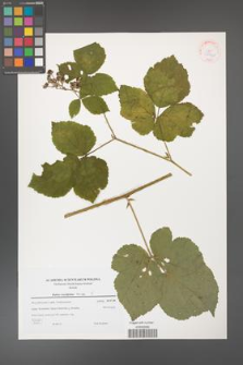 Rubus corylifolius [KOR 38945]