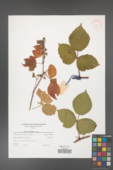 Rubus corylifolius [KOR 38776]