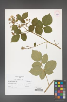 Rubus corylifolius [KOR 45947]