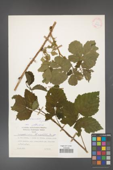 Rubus fasciculatus [KOR 25421]