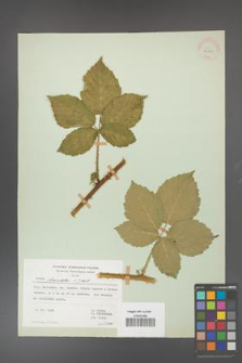 Rubus fasciculatus [KOR 30981]