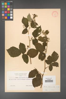 Rubus fasciculatus [KOR 10610]
