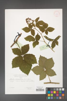 Rubus fasciculatus [KOR 29558]