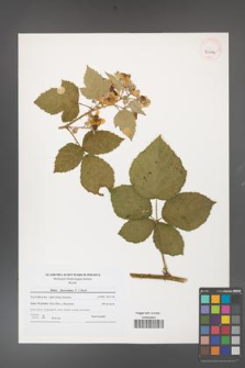 Rubus fasciculatus [KOR 40644]