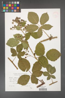 Rubus fasciculatus [KOR 38266]