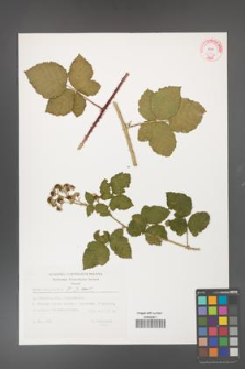 Rubus fasciculatus [KOR 32362]