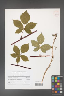 Rubus fasciculatus [KOR 41180]