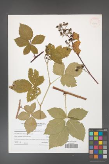 Rubus fasciculatus [KOR 40878]