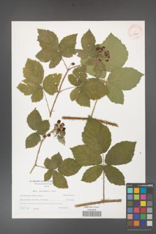 Rubus fasciculatus [KOR 40591]