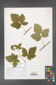 Rubus fasciculatus [KOR 40696]