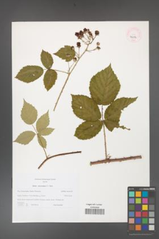 Rubus fasciculatus [KOR 46234]
