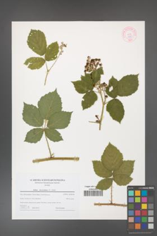 Rubus fasciculatus [KOR 44195]