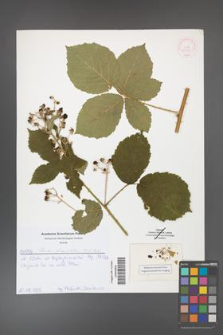 Rubus fasciculatus [KOR 52054]