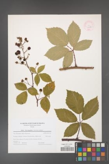Rubus flos-amygdalae [KOR 44616]