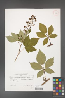 Rubus flos-amygdalae [KOR 39892]