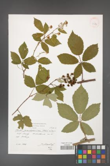 Rubus flos-amygdalae [KOR 39889]