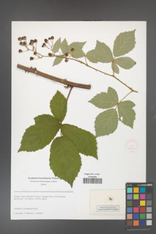 Rubus flos-amygdalae [KOR 51636]