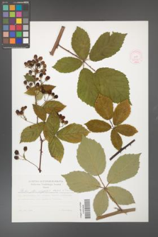 Rubus flos-amygdalae [KOR 53036]