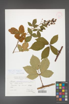 Rubus flos-amygdalae [KOR 41451]