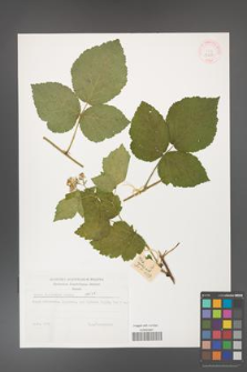 Rubus dollnensis [KOR 32280]