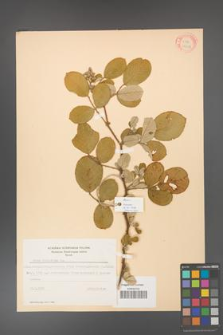 Rubus ellipticus [KOR 18457]