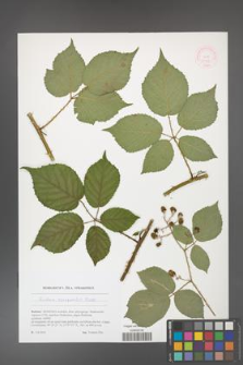 Rubus epipsilos [KOR 51783]