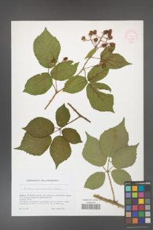 Rubus epipsilos [KOR 51782]