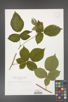 Rubus fabrimontanus [KOR 47485]
