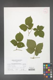 Rubus fabrimontanus [KOR 41676]