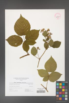Rubus fabrimontanus [KOR 44660]