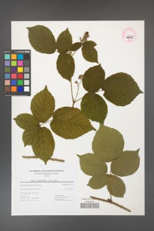 Rubus fabrimontanus [KOR 44661]