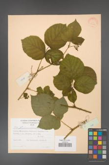 Rubus fabrimontanus [KOR 30956]