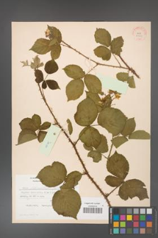Rubus fabrimontanus [KOR 30959]
