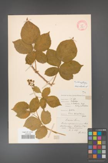 Rubus fabrimontanus [KOR 7706]