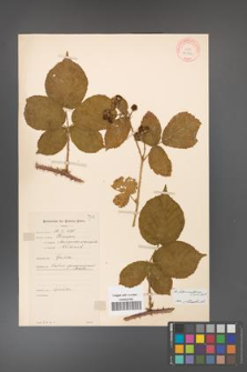 Rubus fabrimontanus [KOR 10646]
