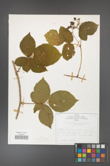 Rubus fabrimontanus [KOR 50420]