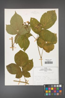 Rubus fabrimontanus [KOR 50412]
