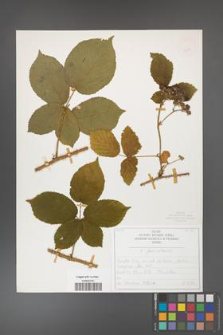 Rubus fabrimontanus [KOR 50399]