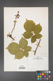 Rubus fabrimontanus [KOR 50401]