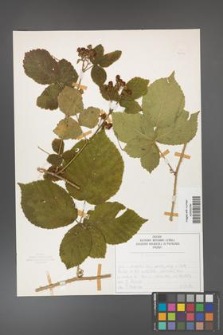 Rubus fabrimontanus [KOR 50402]