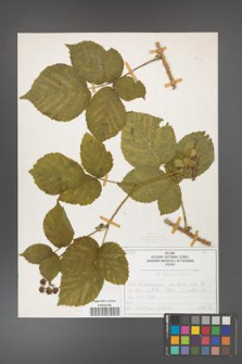 Rubus fabrimontanus [KOR 50403]