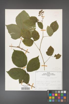 Rubus fabrimontanus [KOR 50404]