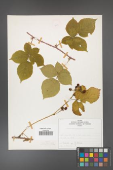 Rubus fabrimontanus [KOR 50433]