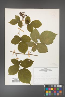 Rubus fabrimontanus [KOR 50425]