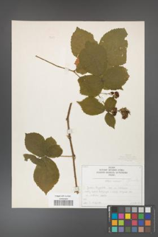 Rubus fabrimontanus [KOR 50423]